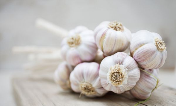 En god hvidløgs høst er resultatet af god pleje.