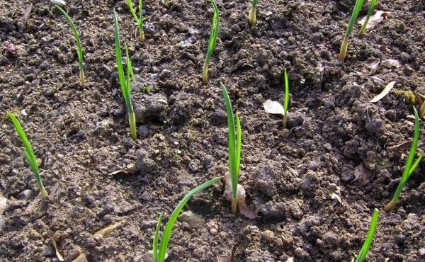 Når du dyrker hvidløg, skal du følge reglerne