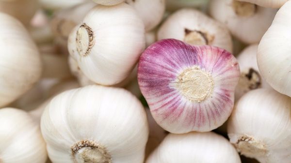 Hvidløg skal plantes i en bestemt dybde.