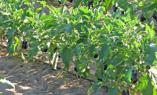 الباذنجان في الدفيئة الباذنجان في الدفيئة