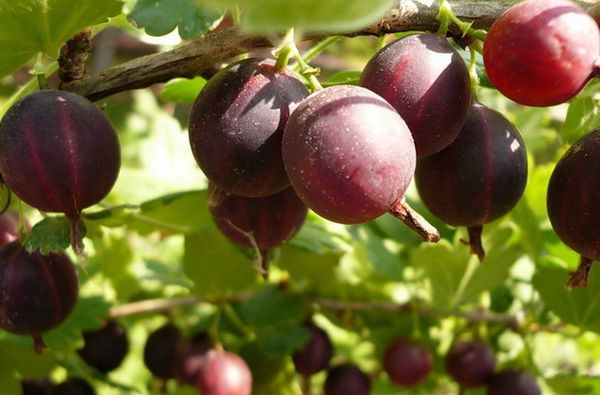 Цариградско грозде от популярния сорт Харлекин