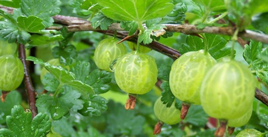 Цариградско грозде от популярния сорт Берил