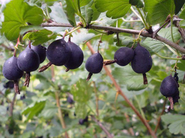 Thornless gooseberries are prized by gardeners.