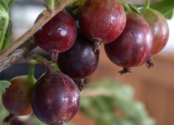 The popular gooseberry variety Chernomor