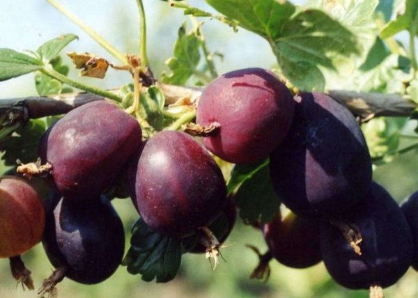 Popular gooseberry variety Prune