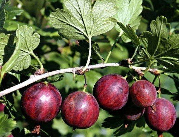 Den populære stikkelsbærsort Kolobok