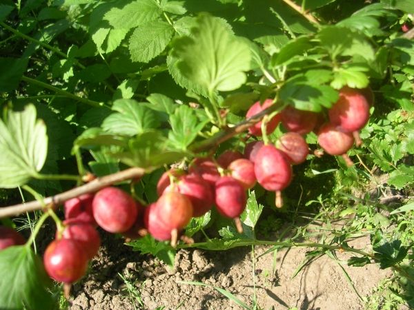 ثمار هذا الصنف كبيرة الحجم ولها شكل دائري. ثمار هذا الصنف كبيرة الحجم ولها شكل دائري.