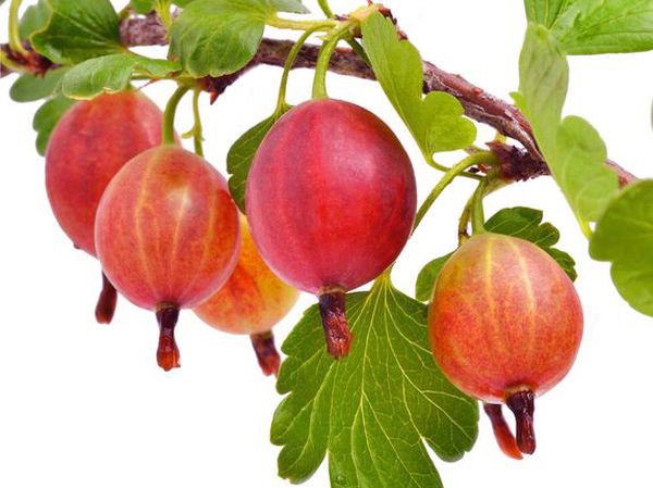 تبدأ ثمار القنصل في النضج في نهاية شهر يوليو تبدأ ثمار القنصل في النضج في نهاية شهر يوليو