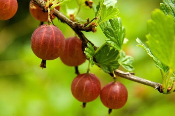 يمكنك الحصول على حصاد وفير مع الرعاية المناسبة. يمكنك الحصول على حصاد وفير مع الرعاية المناسبة.