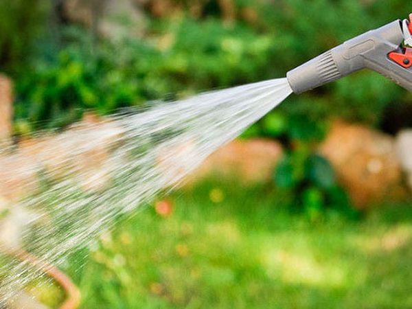 لا ينبغي لك سقي المحصول كثيرًا. لا ينبغي لك سقي المحصول كثيرًا.