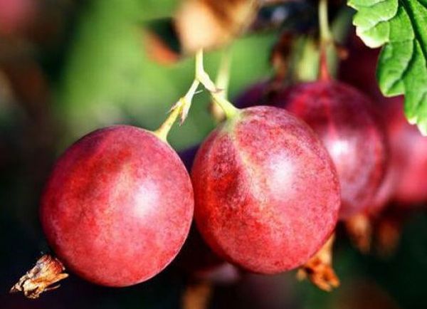 Den populære stikkelsbærsort Krasnoslavyansky