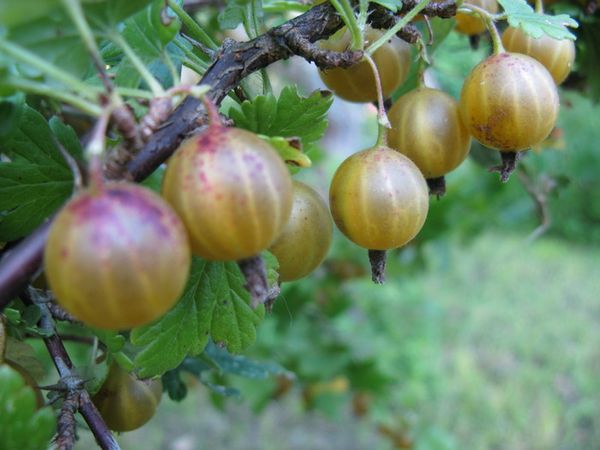 Popular gooseberry variety Honey