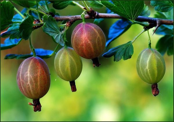 Цариградското грозде понякога изисква презасаждане.