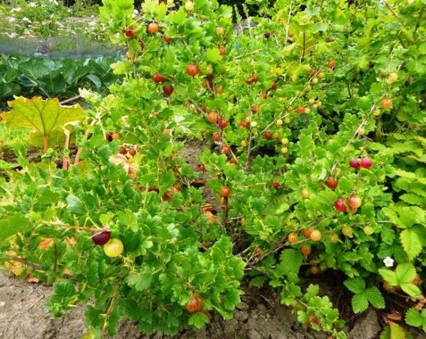 Ērkšķogas pavasarī ir grūtāk pārstādīt Ērkšķogas pavasarī ir grūtāk pārstādīt