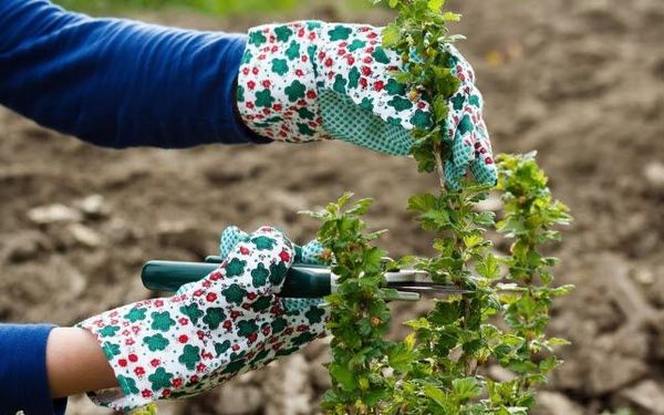 Dārza šķērēm apgriešanai jābūt asām Dārza šķērēm apgriešanai jābūt asām