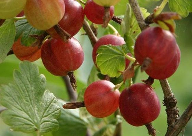 Gartnere vælger ofte store sorter af stikkelsbær