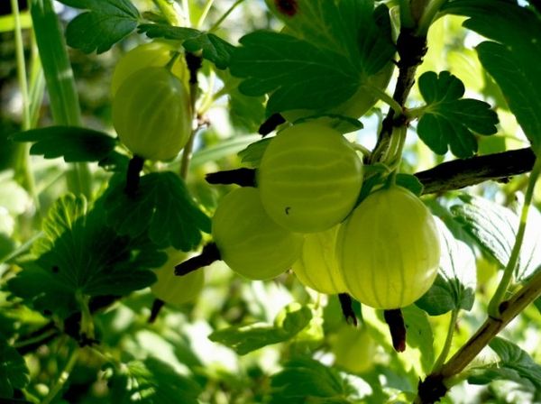 Цариградското грозде изисква правилна грижа.