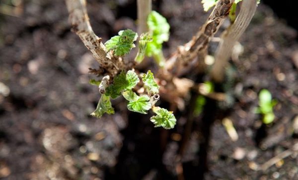 Odmłodzenie porzeczki jest niezbędne dla uzyskania obfitych zbiorów.