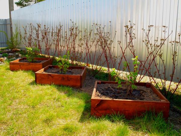 Jāņogu dobes Jāņogu dobes