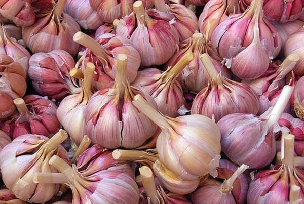 Proces uprawy czosnku nie jest trudny.