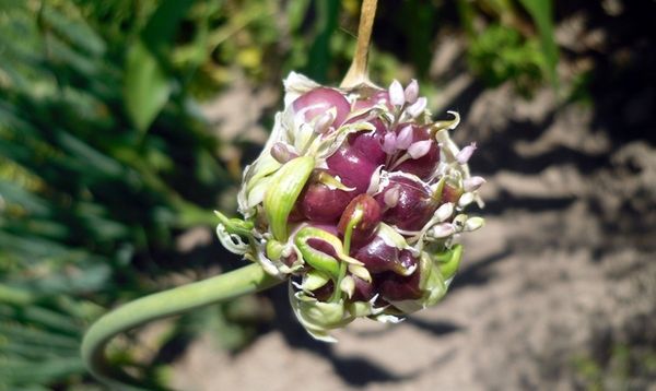 A fokhagyma hagymával történő ültetésének módja