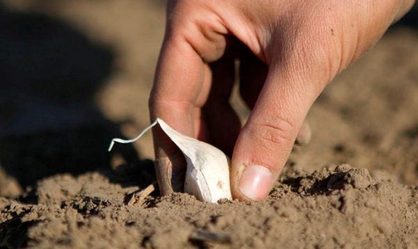 A fokhagyma felületes gyökérzettel rendelkezik.