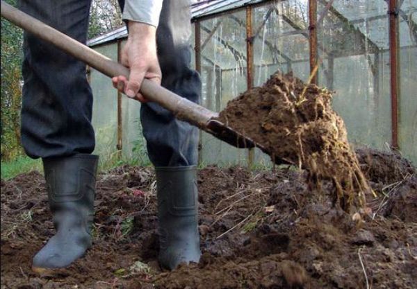 Gleba musi być przygotowana do sadzenia czosnku.