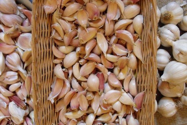 Hvidløg er en populær grøntsag blandt haveejere.