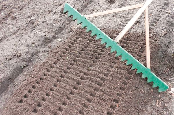 Gulbju sagatavošana ķiploku stādīšanai Gulbju sagatavošana ķiploku stādīšanai