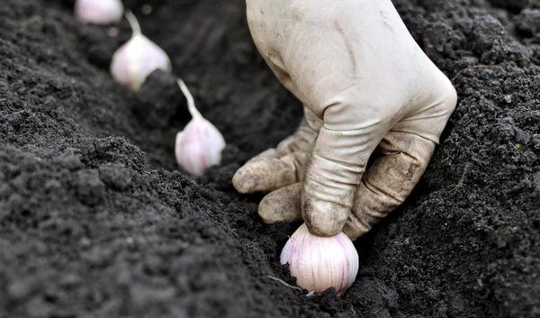 Augs jātur starp zobiem. Augs jātur starp zobiem.