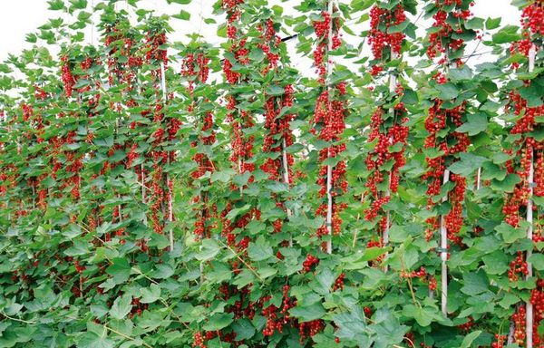 Rozmnażanie porzeczki czerwonej zwiększa plony