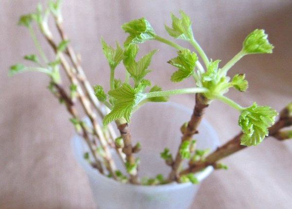 Vermehrung von Johannisbeeren im Frühjahr durch Stecklinge