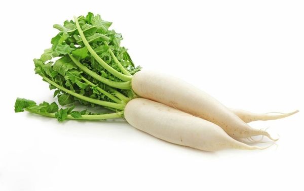 Daikon or Japanese radish