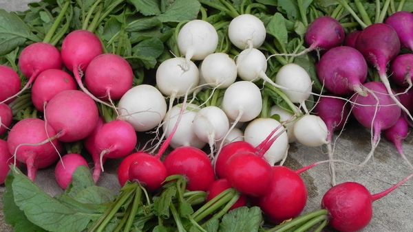 Radish is a very popular annual crop among gardeners.