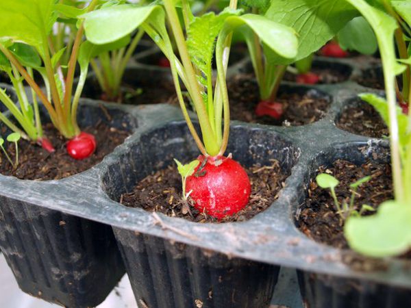 Radishes can be grown on a windowsill
