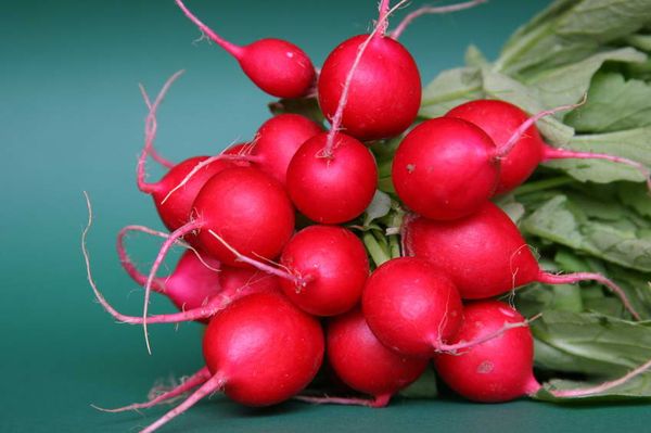 Radish is a fairly unpretentious crop.