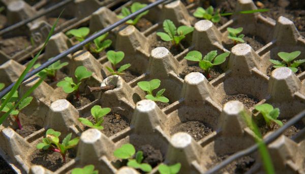 Radishes in an egg tray