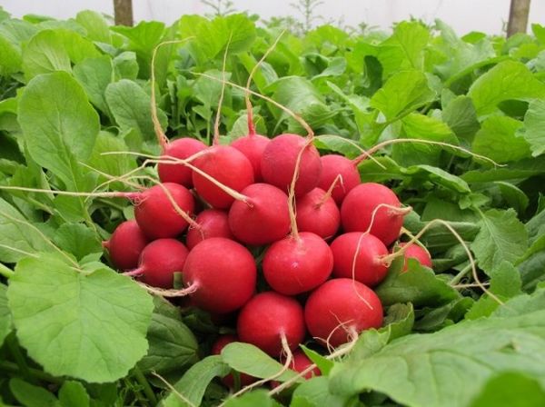 Radish of the popular variety Celeste f1