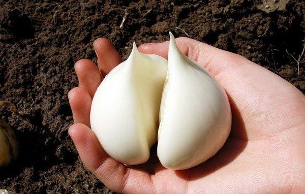 Stor hvidløgssort Rocambole