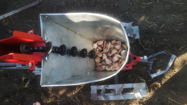 En hvidløgspotte gør plantning nemt og problemfrit.