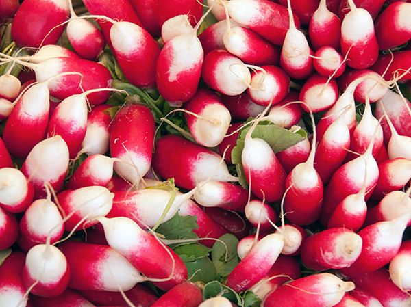 Radishes are one of the first crops in spring.