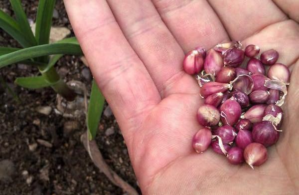 Czosnek często sadzi się z nasion.