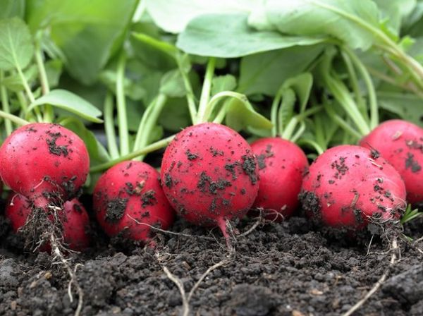 Radishes are a popular root vegetable.