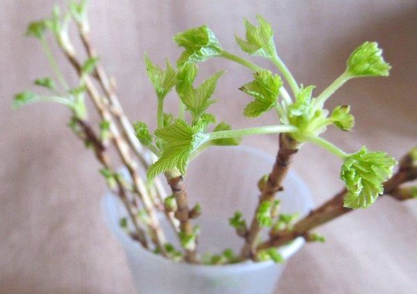 Sadzonki są najłatwiejszą metodą rozmnażania.