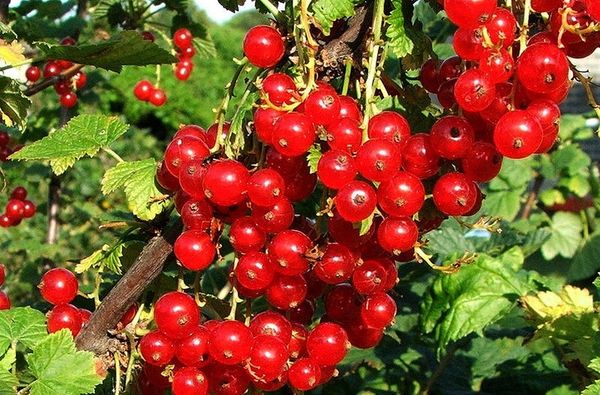 Raudonųjų serbentų veislė Jonker Van Tets