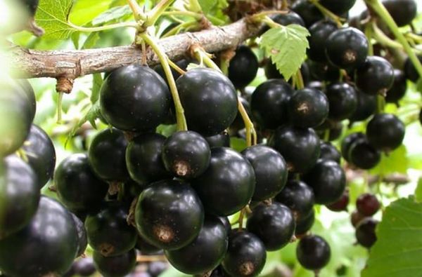 Die Hercules-Johannisbeere ist bei Gärtnern beliebt.
