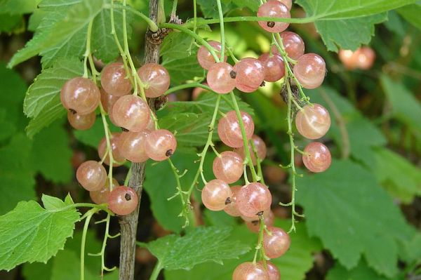 Червено френско грозде Холандско розово