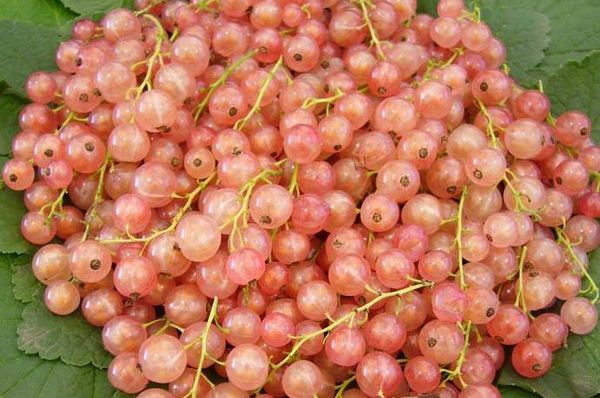 Ar labu aprūpi ogas var sasniegt 2,5 g svaru. Ar labu aprūpi ogas var sasniegt 2,5 g svaru.