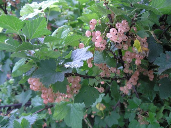 Nīderlandes rozei ir augsta izturība pret slimībām Nīderlandes rozei ir augsta izturība pret slimībām