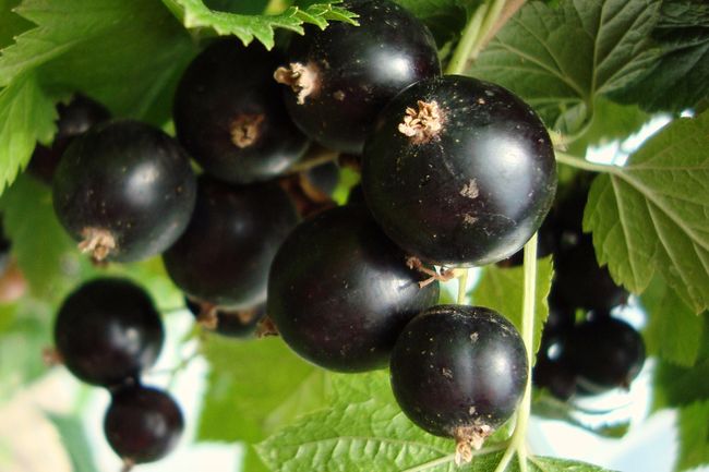 يحتوي الكشمش جاليفر على ثمار كبيرة يحتوي الكشمش جاليفر على ثمار كبيرة